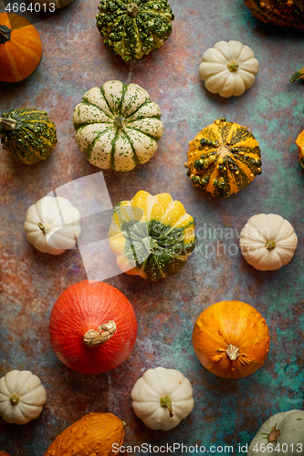 Image of Various colorful mini pumpkins placed on rusty background