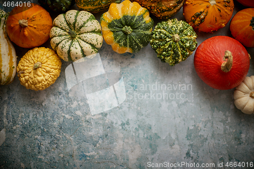 Image of Different kinds colorful mini pumpkins placed on rusty background