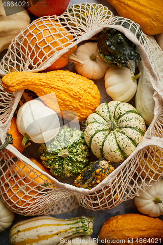 Image of Various colorful mini pumpkins in string shopping bag. Halloween or Thanksgiving day