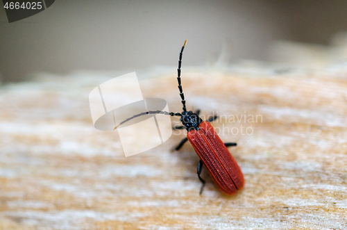 Image of Beautiful red beetle close up