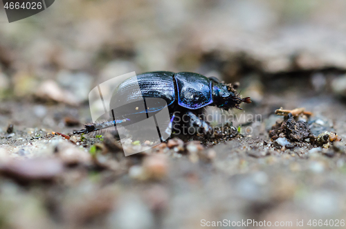 Image of Dor beetle close up