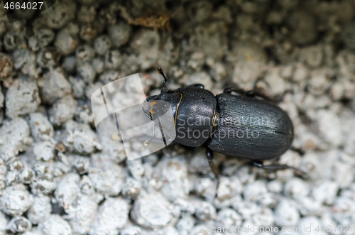 Image of Lesser Stag Beetle close up