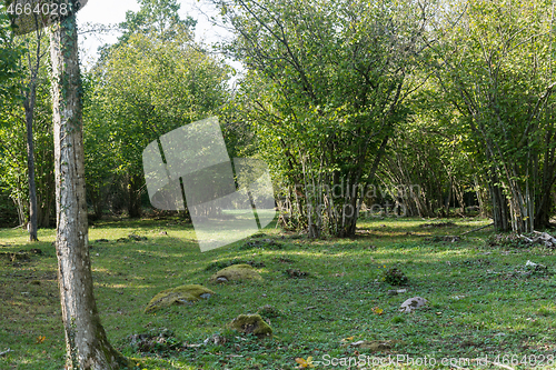 Image of Landscape with large hazel populations