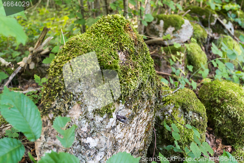 Image of Old mossgrown stone pole