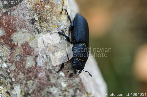 Image of Lesser Stag Beetle closeup