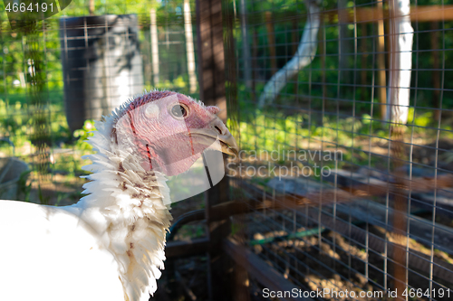 Image of Portrait of an adult turkey in a cage