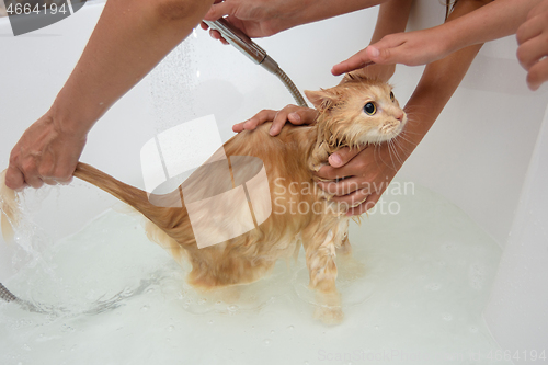 Image of Children help mom bathe a domestic cat in the bathroom