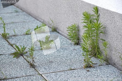 Image of Weed growing in a deserted urban area