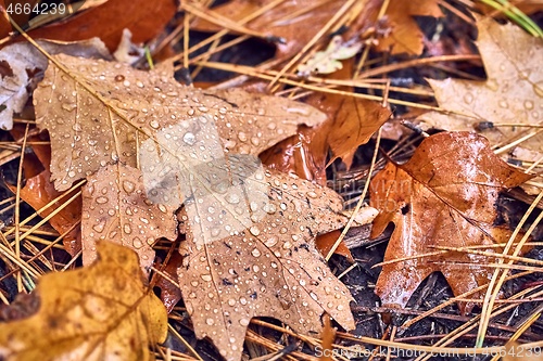 Image of Autumn leaf on ground with raindrops