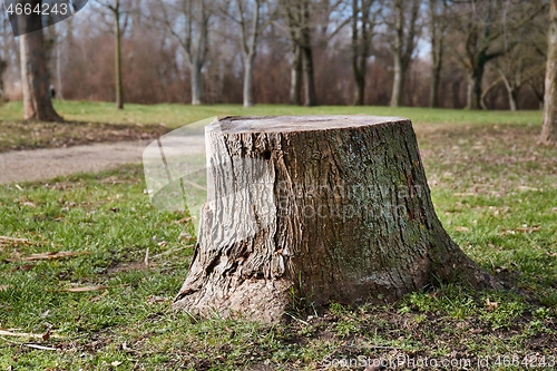 Image of Stump of a chopped tree