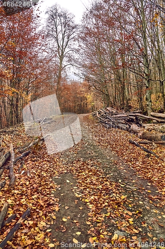 Image of Autumn forest path