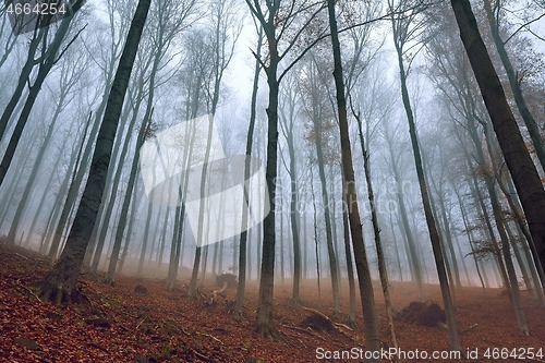 Image of Autumn Forest Fog