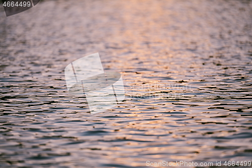 Image of triathlon athlete swimming on lake in sunrise wearing wetsuit