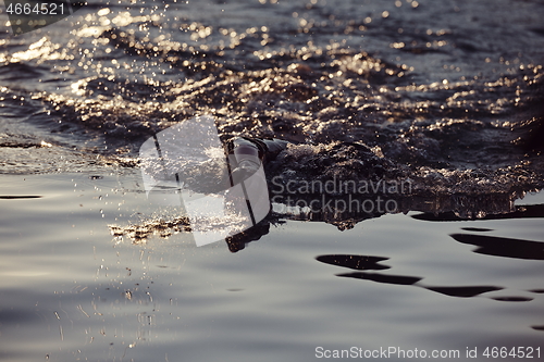 Image of triathlon athlete swimming on lake in sunrise wearing wetsuit