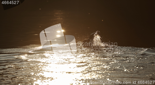 Image of triathlon athlete swimming on lake in sunrise wearing wetsuit