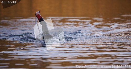 Image of triathlon athlete swimming on lake in sunrise wearing wetsuit