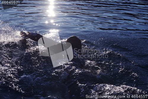 Image of triathlon athlete swimming on lake in sunrise wearing wetsuit