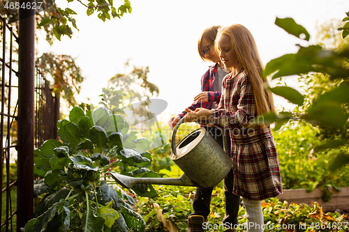 Image of Happy brother and sister watering plants in a garden outdoors together