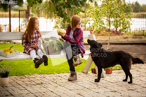 Image of Happy brother and sister with bucket of seasonal food in a garden outdoors together