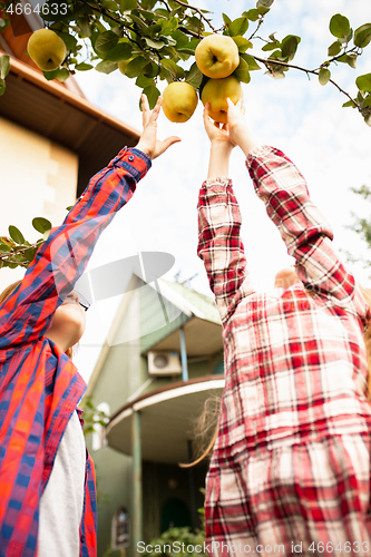 Image of Happy brother and sister gathering apples in a garden outdoors together