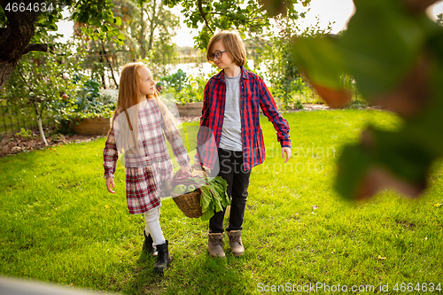 Image of Happy brother and sister gathering apples in a garden outdoors together