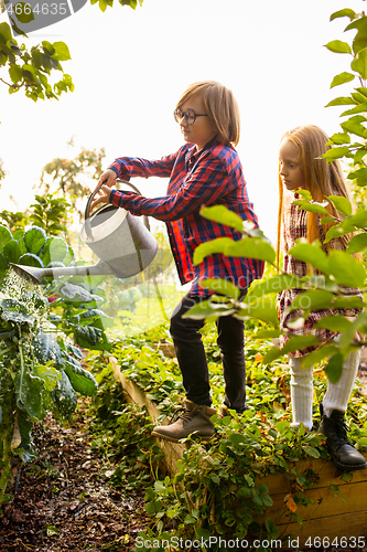 Image of Happy brother and sister watering plants in a garden outdoors together