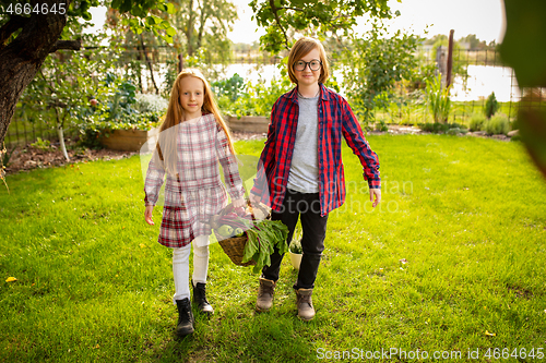 Image of Happy brother and sister gathering apples in a garden outdoors together