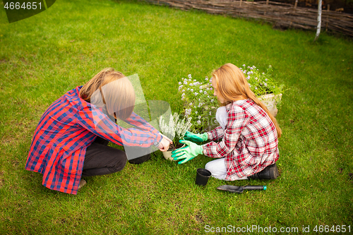 Image of Happy brother and sister planting in a garden outdoors together