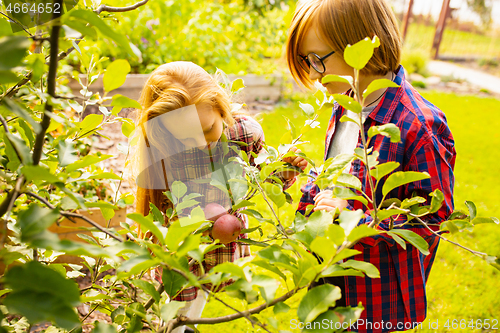 Image of Happy brother and sister gathering apples in a garden outdoors together