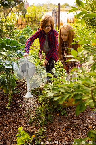 Image of Happy brother and sister watering plants in a garden outdoors together