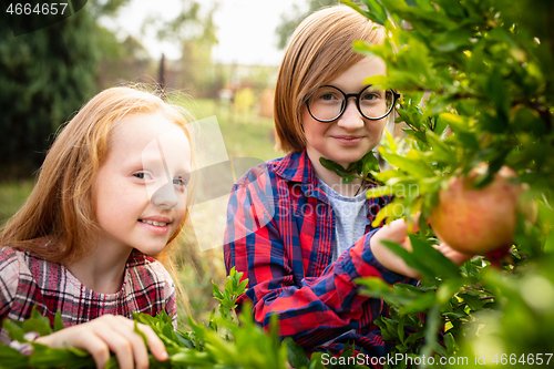 Image of Happy brother and sister gathering apples in a garden outdoors together