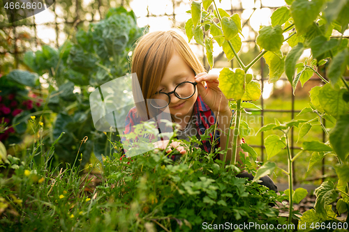 Image of Happy little boy planting in a garden outdoors