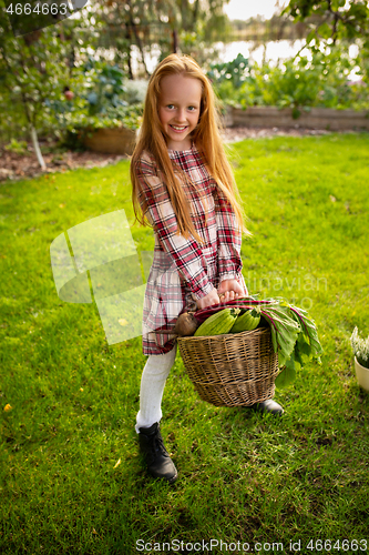 Image of Happy little girl with bucket of seasonal food in a garden outdoors