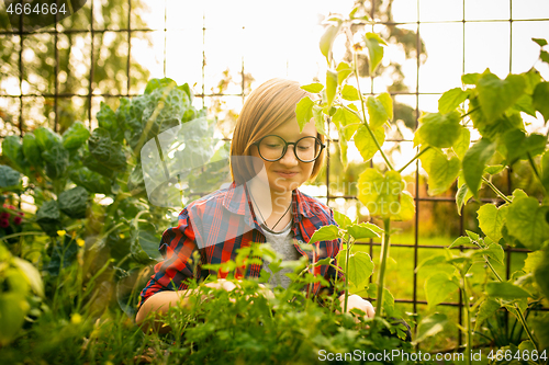 Image of Happy little boy planting in a garden outdoors