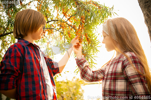 Image of Happy brother and sister gathering sea buckthorn in a garden outdoors together