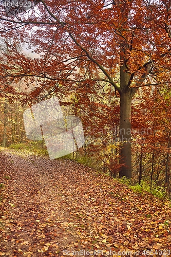 Image of Autumn forest path