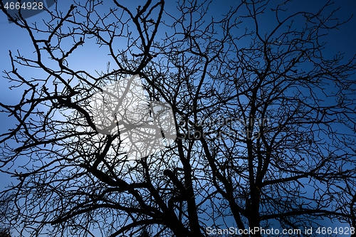 Image of Bare tree branches