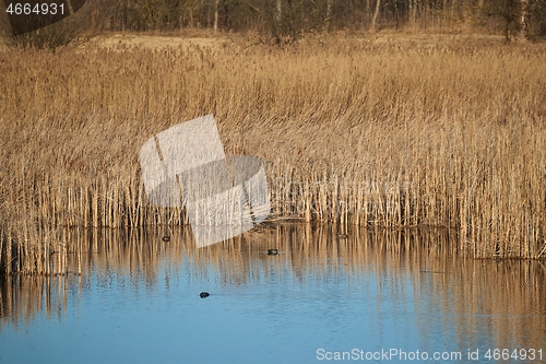 Image of Swamp with plants growing