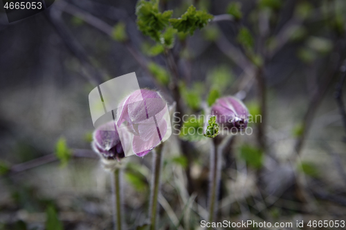 Image of Mogop, Pulsatilla, Vernalis