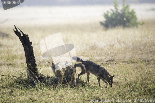 Image of Hyenas