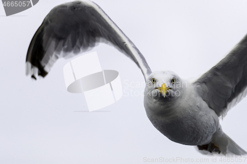 Image of Seagull