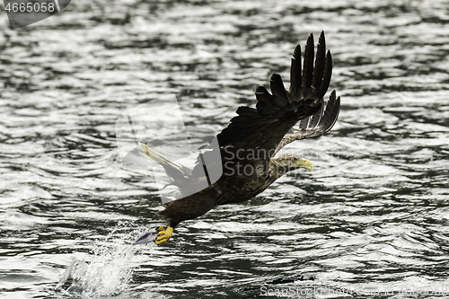 Image of White tailed eagle