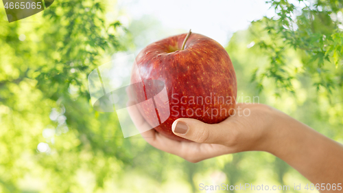 Image of close up of hand holding ripe red apple