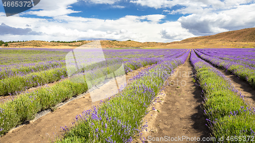 Image of lavender field in New Zealand