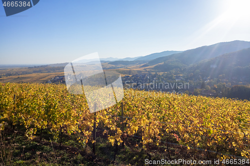 Image of a view over a vineyard at Alsace France in autumn light