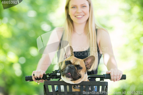 Image of French bulldog dog enjoying riding in bycicle basket in city park