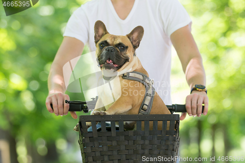 Image of French bulldog dog enjoying riding in bycicle basket in city park