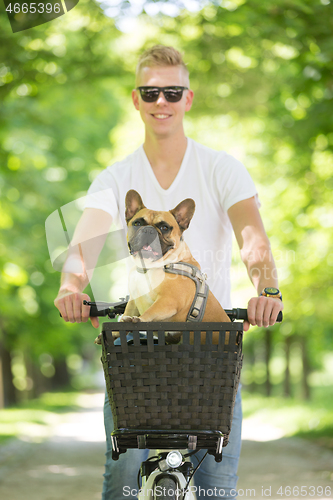 Image of French bulldog dog enjoying riding in bycicle basket in city park