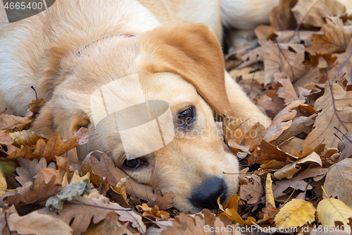 Image of Sad dog puppy Labrador lying in forest