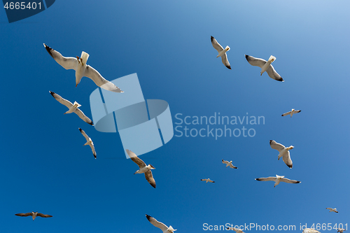 Image of Many seagulls fly against the blue sky